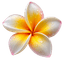 पुष्प